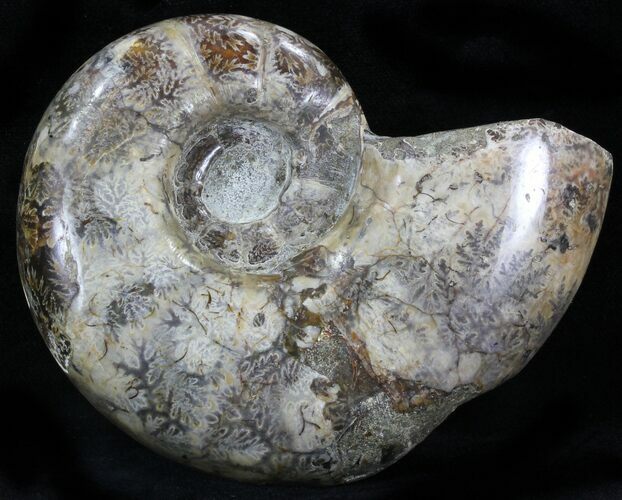 Polished Ammonite (Anapuzosia?) Fossil - Madagascar #29853